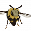 The Bee Team - Printable - Image 4